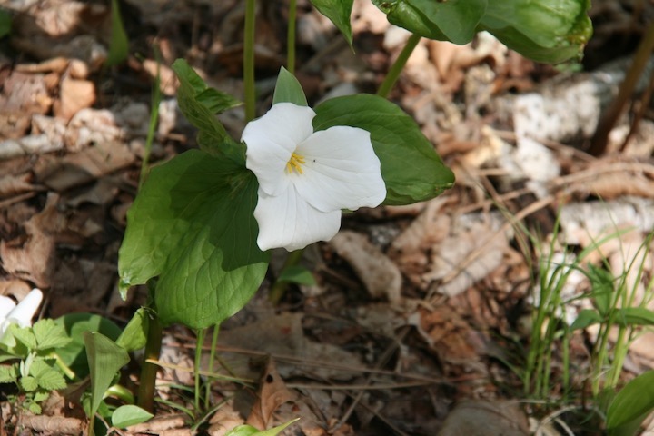 white-flowered trillium