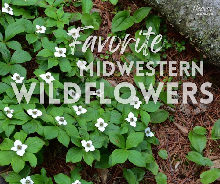 "Favorite Midwestern Wildflowers" with image of a patch of bunchberry