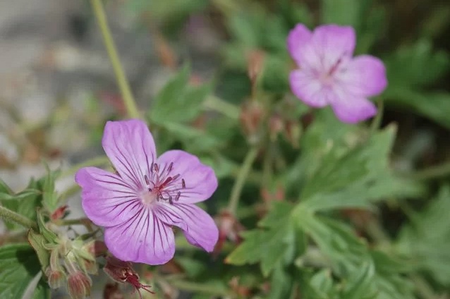 wild geranium