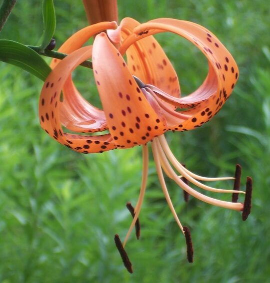 turk's cap lily