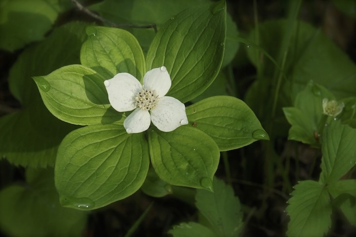 bunchberry flower with raindrops on the leaves and petals