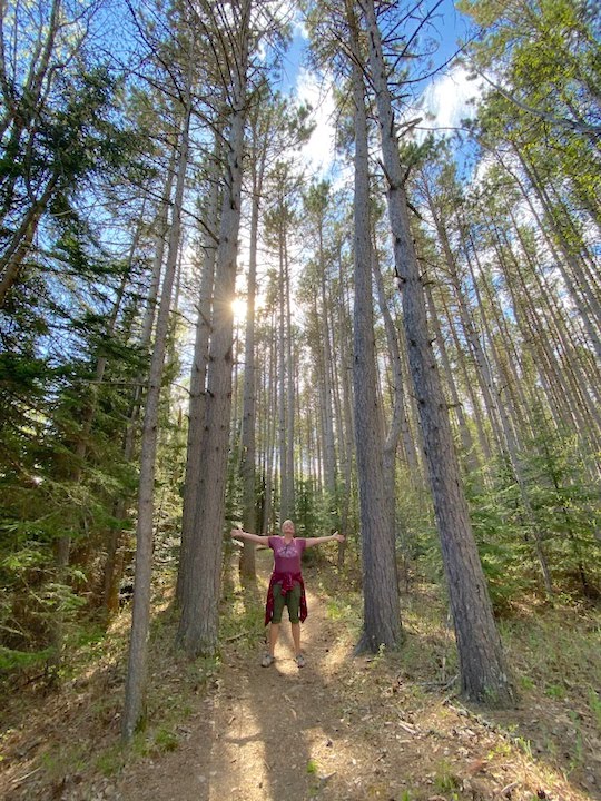 woman enjoying hiking in the woods, amid very tall pine trees