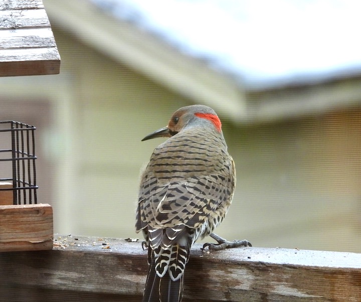flicker sitting next to a bird feeder