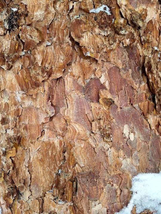 close up of the bark of ponderosa pine, with some snow