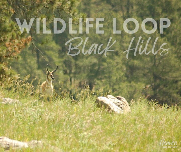 "Wildlife Loop Black Hills" with image of pronghorn buck