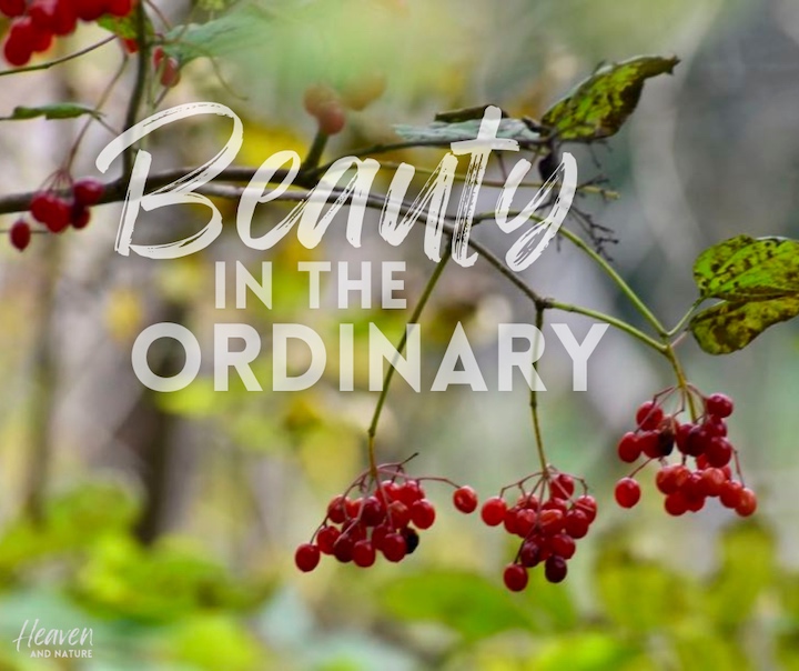 "Beauty in the ordinary" with image of bright red berries on a bush
