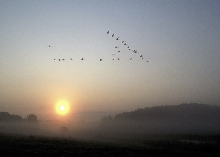 geese in flying vee formation at sunrise