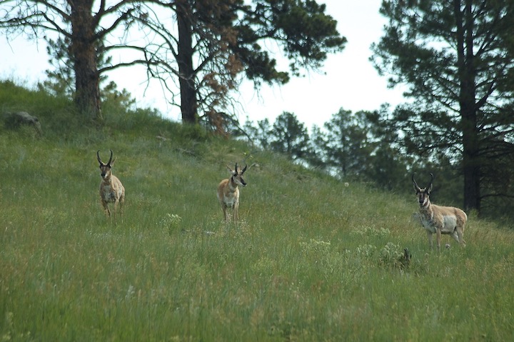 three pronghorn in a grassy meadow