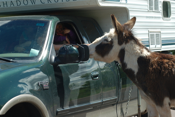 wild burro sticks its nose in a truck's window