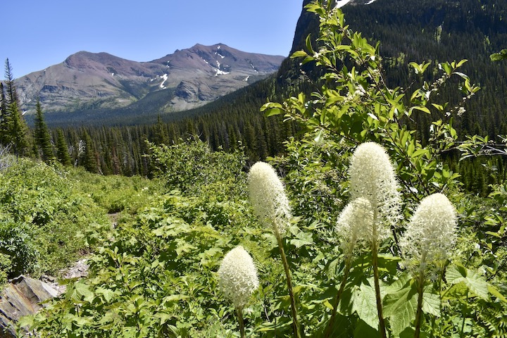 beargrass blooming in the mountains
