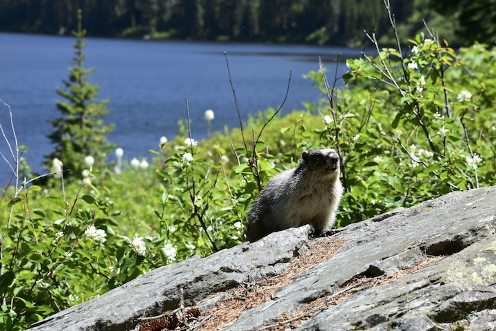 hoary marmot, glacier
