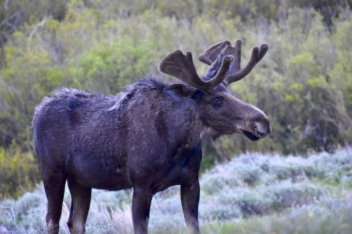 bull moose