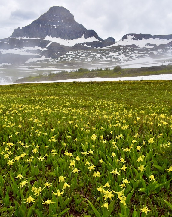 glacier lilies with their bright yellow blooms, mountains behind