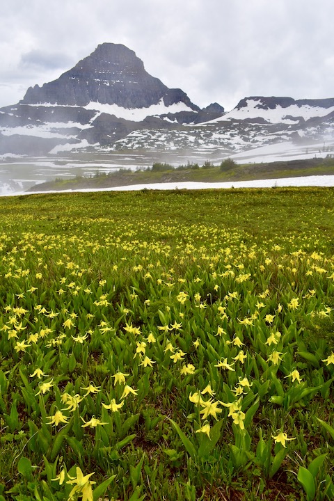 glacier lillies in bloom across a big meadow on Logan Pass