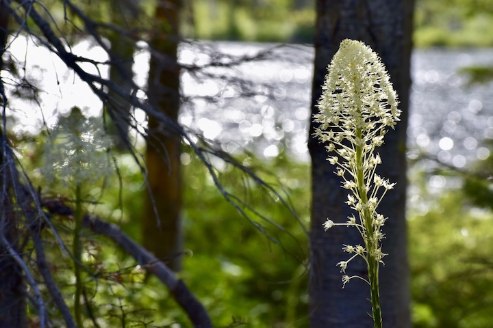 white beargrass along a lake