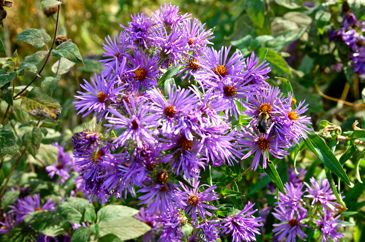 wild aster