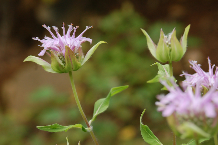 wild bee balm, closeup