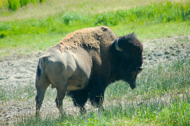 American bison