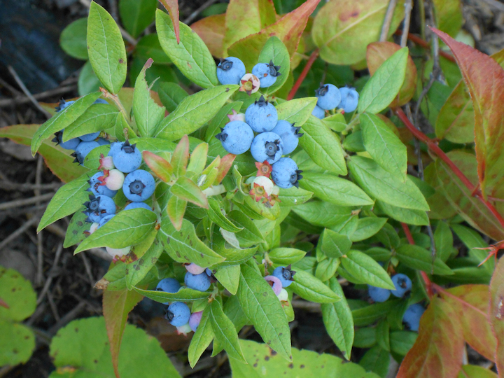 wild blueberries on the bush