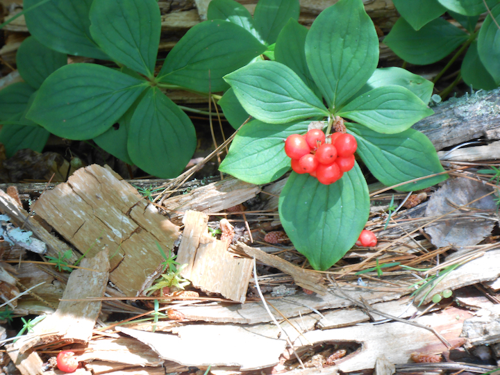 a cluster of bright red bunchberry