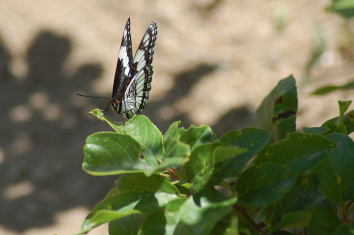 black and white butterfly on greens
