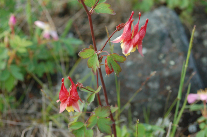 red columbine blooms