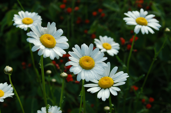several daisies in full bloom