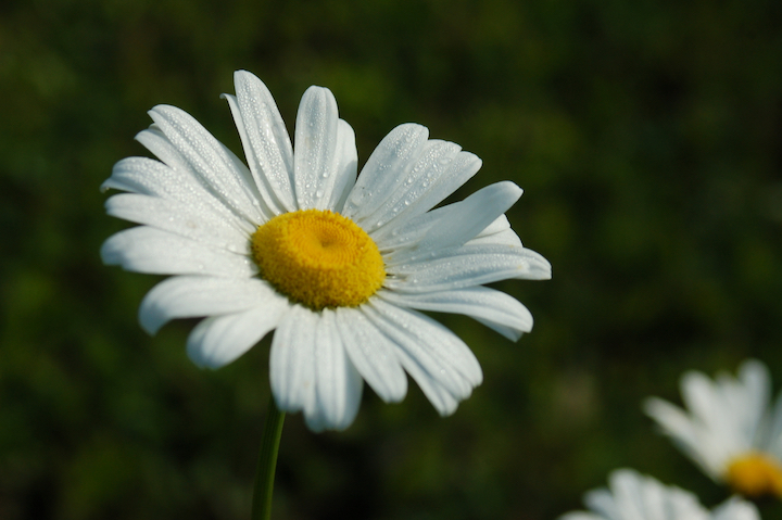 morning dew on a daisy