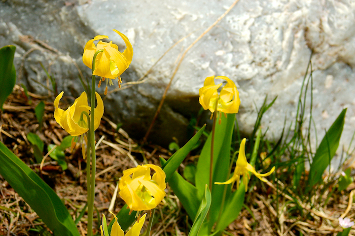 glacier/avalanche lillies