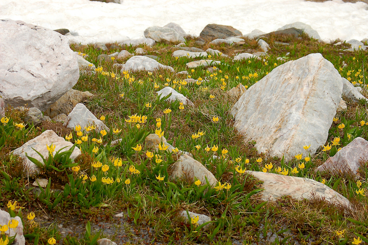 glacier lillies grow among boulders and snow