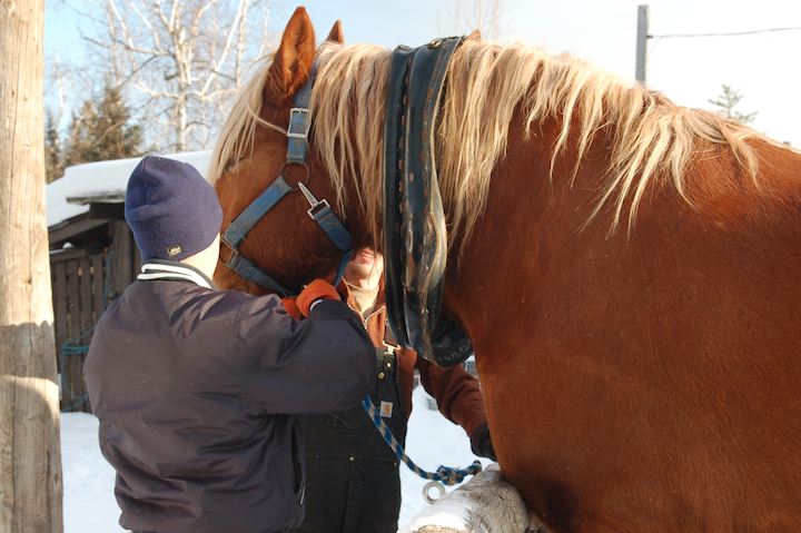 man helping harness a belgian horse