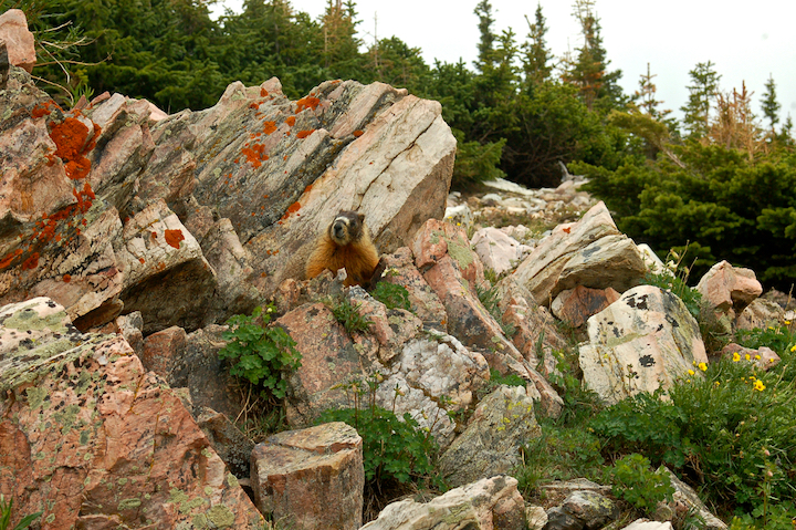marmot in rocks