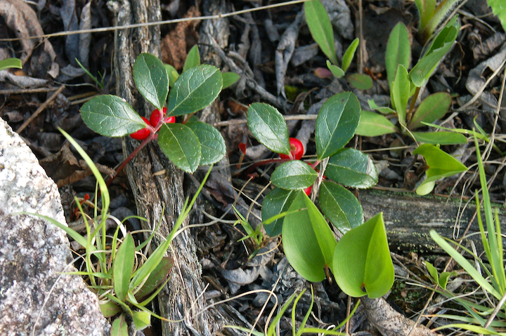 two wintergreen plants with bright red berries