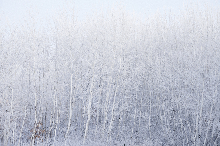 aspen trees with rime ice