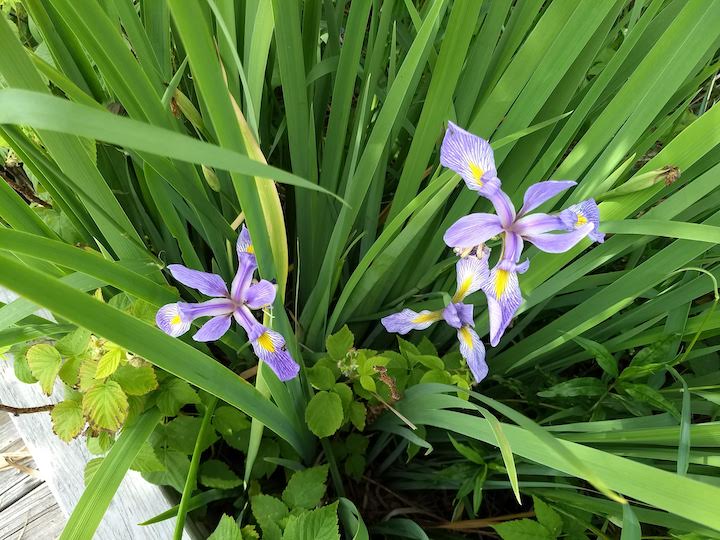blue flag iris and green leaves