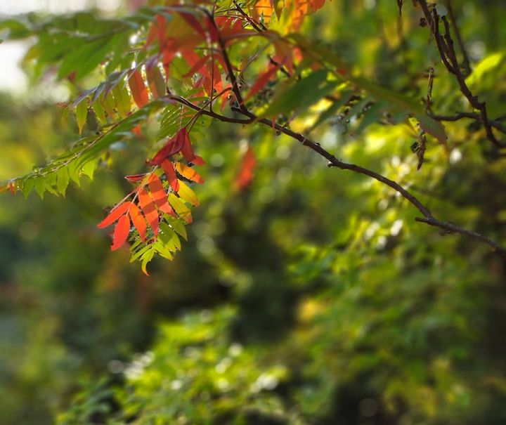 tinges of red on sumac leaves