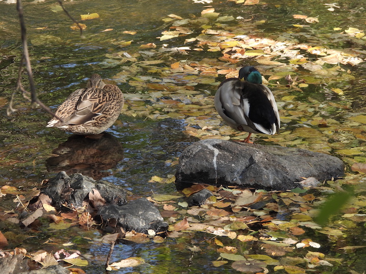 pair of mallard ducks at a riverside