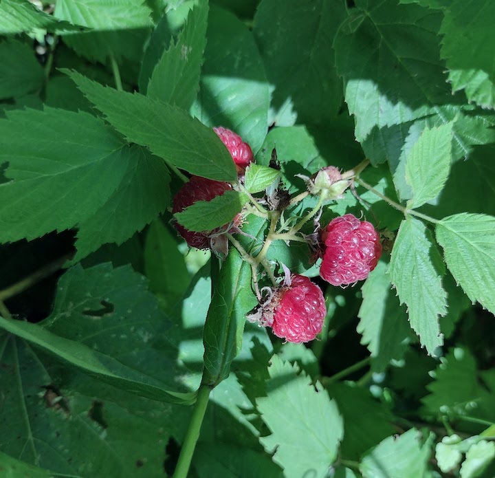 wild raspberries