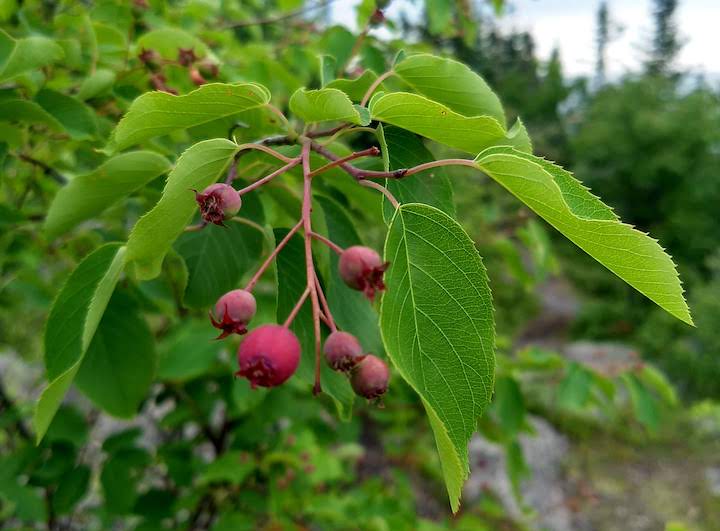saskatoon berries on a branch, still need ripening