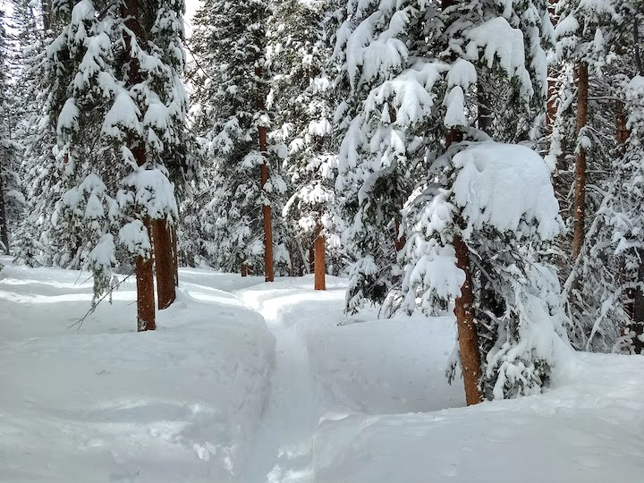 snowshoe trail among ponderosa pine covered in snow