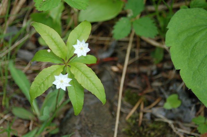 two star flower blooms