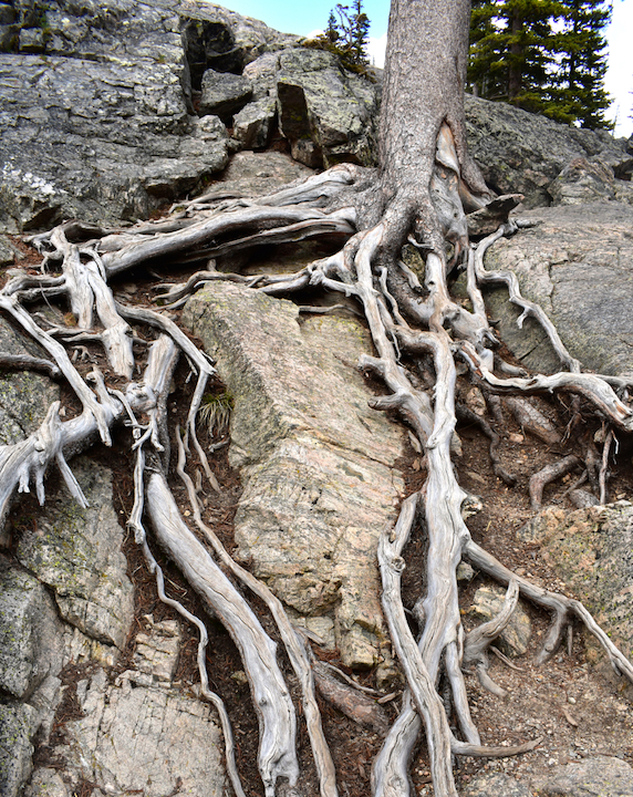 tree roots wrapped around rocks