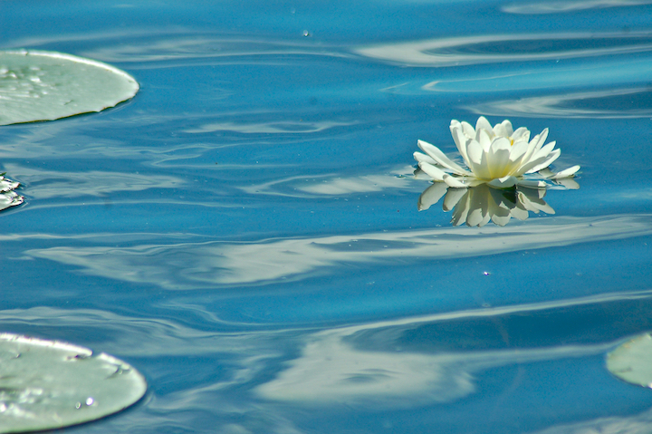 white water lily with neighboring lily pads
