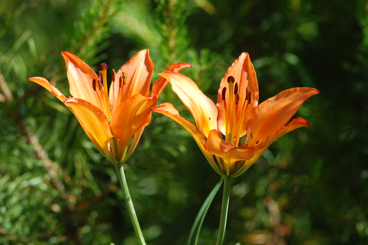 two orange prairie lillies bloom