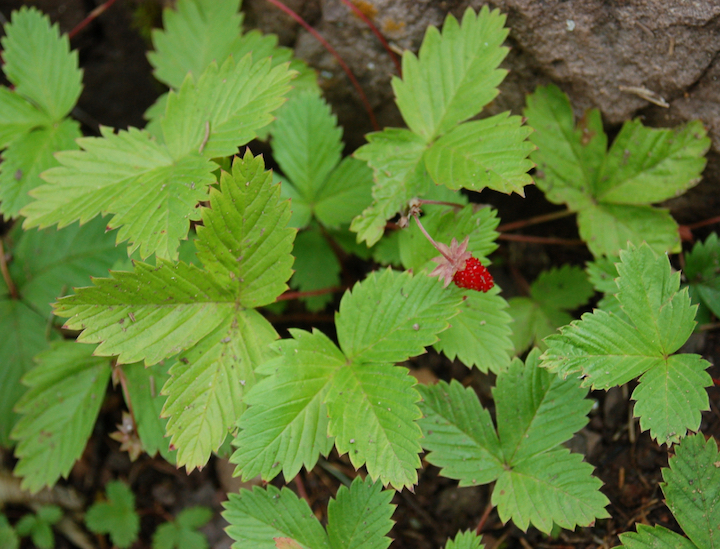 wild strawberry plants with one ripe berry
