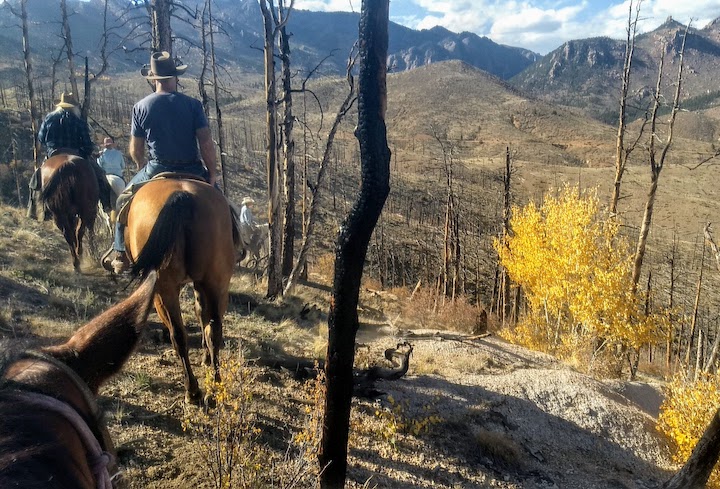 group of people on horseback take a steep switchback trail through the trees and down a mountainside