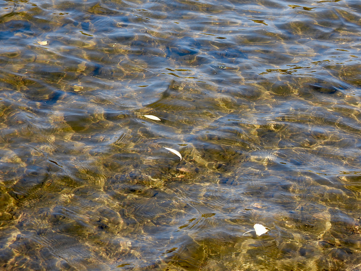 leaves float on a calm river