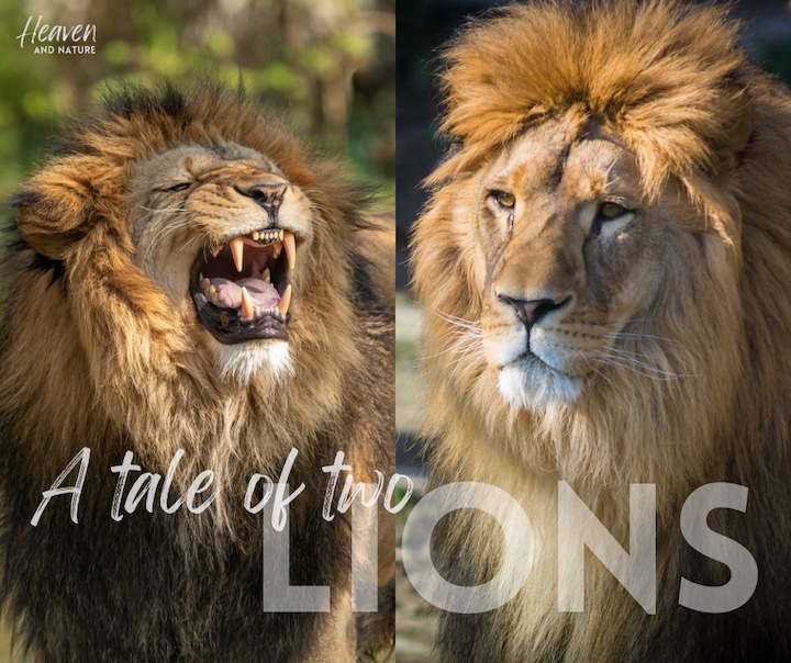 THE LION'S ROAR! - Revelation Central