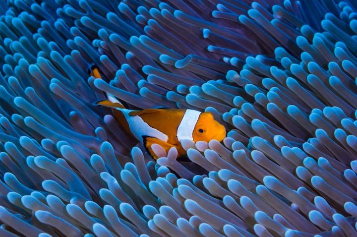 a clownfish sitting among an anemone's tentacles