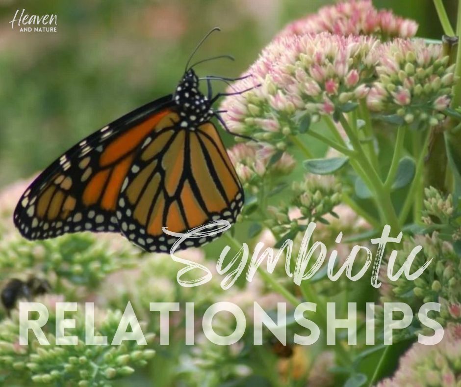 "Symbiotic Relationships" with image of a monarch butterfly on flowers